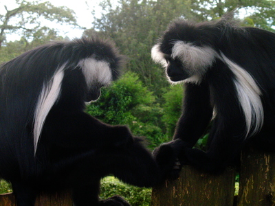 east africa, picture 1: nyungwe. click on the image to go to the next picture